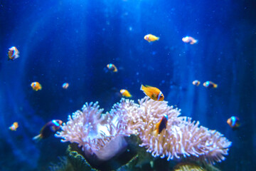 Vibrant orange-striped fish swimming gracefully among colorful coral reef underwater aquarium. A vibrant clownfish swimming among coral reefs, ultra-realistic underwater scene.