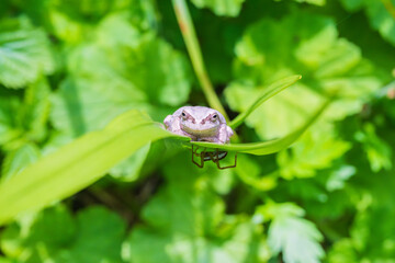 アマガエルとクモ