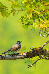 Obraz premium 新緑の葉を見上げるヒヨドリ（縦構図） 