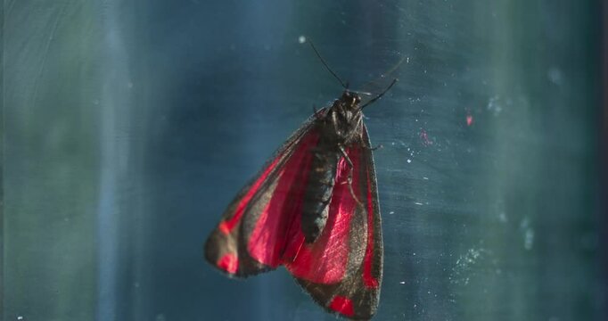 Cinnabar Moth in Natural Habitat | Vibrant Red and Black Wings in the Wild | 4k Video Slow Motion Mode 120 fps