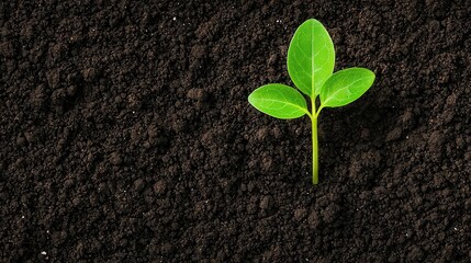 Naklejka premium Top view of soil with single plant sprouting, minimalist gardening life start