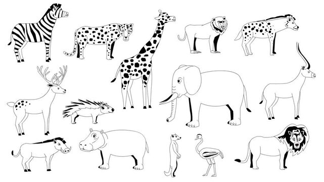 Animated video of black and white animals, safari, art.