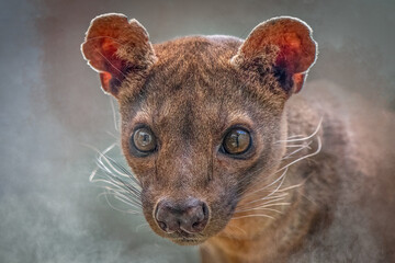 Close-up Portrait of a Fossa, Madagascar’s Elusive Predator
