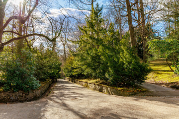 Sunny forest path in serene park with lush greenery and blue sky