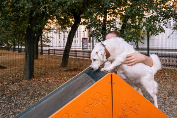 Dog being guided by a handler on an obstacle course as it attempts to climb a ramp with a treat at the top. The scene captures focus and encouragement in an outdoor setting.