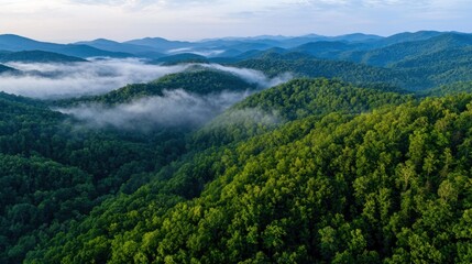Naklejka premium A breathtaking view of rolling green hills in the Appalachian Mountains, with low-lying mist weaving through the valleys in early morning light