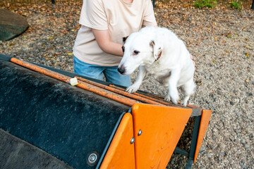 Dog Training on Obstacle Course with Supportive Handler