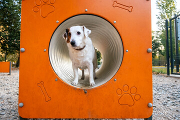 A curious dog navigates an orange playground tunnel, looking alert and focused. The park...