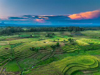 beautiful morning view panorama of indonesia agriculture industry rice fields with beautiful sky colors natural light