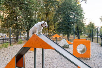 Dog Enjoys Agility Training on Park Equipment Ramp