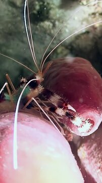 A boxer shrimp explores its colorful reef environment, skillfully navigating between coral formations while searching for food, showcasing its unique behavior and striking appearance in natural light.