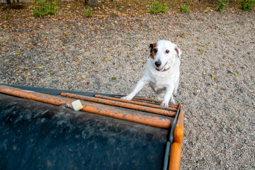 White dog approaching a ramp in an outdoor training area. The wooden ramp is part of a playground...