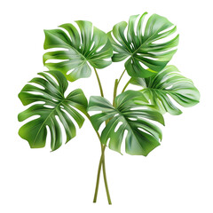 Tropical leaves cluster