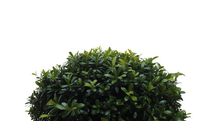 Dense Dark Green Bush Top Isolated on White Background