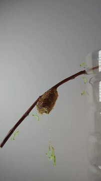Vertical video of ten newborn mantis tree nymphs (Hierodula tenuidentata), some of which are still hanging by threads on the egg capsule - ootheca, while others have already moved to the branch.