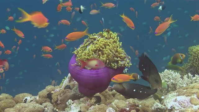 A lively school of anemonefish finds refuge among the delicate tentacles of sea anemones, while shimmering coral fish dart gracefully around the vibrant reef in the Maldives' azure waters.