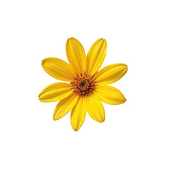 Obraz premium centered against a stark black backdrop is a bright yellow flower. the flower's petals are smooth and pointed, radiating outward from a dark center