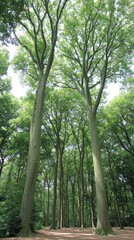 Obraz premium Serene Pathway Through a Verdant Forest Canopy