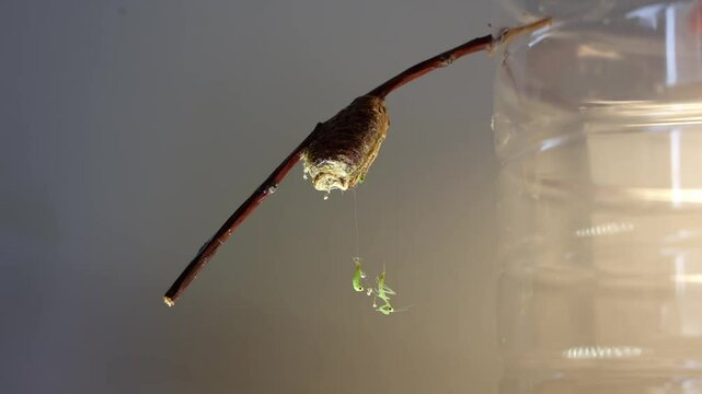 The process of appearance on the threads of newborn nymphs of the mantis tree (Hierodula tenuidentata) from the ootheca in different stages - from green protonymph worms to a nymph similar to an adult