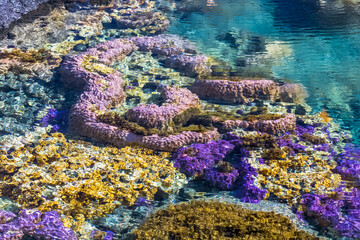 Coraux couleurs dans un bassin de mer parmi les rochers littoraux 