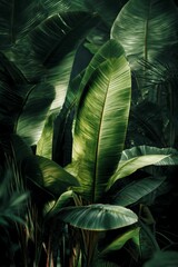Obraz premium vibrant banana leaves layered in a rainforest jungle canopy with textured veins and shadows