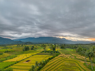 Fototapeta premium beautiful morning view indonesia panorama landscape paddy fields with beauty color and sky natural light
