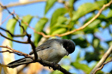 pajaro cabecita negra