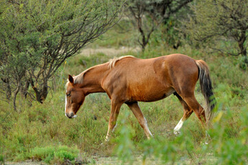 Fototapeta premium caballo pastando