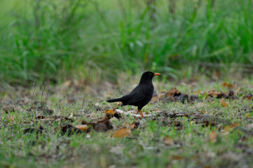 pajaro zorzal chiguanco