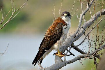 ave rapaz mirando fijamente