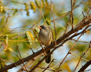 pajaro con el pico naranja 