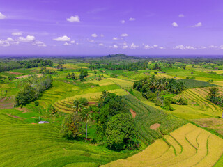 beautiful morning view indonesia panorama landscape paddy fields  with beauty color and sky natural light
