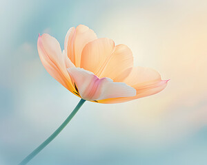 Obraz premium Pastel Tulip in Soft Light (1)