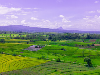 Fototapeta premium beautiful morning view indonesia panorama landscape paddy fields with beauty color and sky natural light