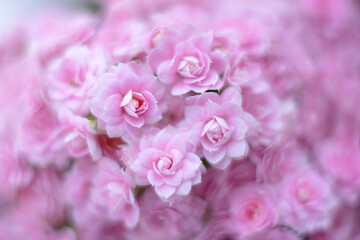 Backdrop of pink roses,Flowers wall background
