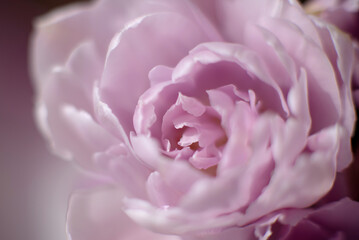 close up of tulip flower. Harmony