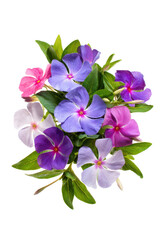 Vibrant Periwinkle Flowers Bouquet Pink, Purple, and Lavender Blooms