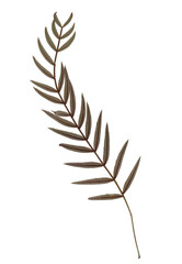 Pressed and dried leaves isolated on white background. For use in floral patterns, herbariums, scrapbooking.