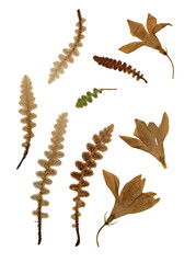 Pressed and dried leaves isolated on white background. For use in floral patterns, herbariums, scrapbooking.