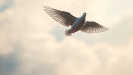 Obraz premium Elegant white dove in flight against a soft, pastel-colored sky. Peaceful, symbolic, and graceful bird in nature.