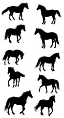 Obraz premium Equine Silhouettes: A Study in Form