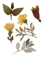 Pressed and dried leaves isolated on white background. For use in floral patterns, herbariums, scrapbooking.