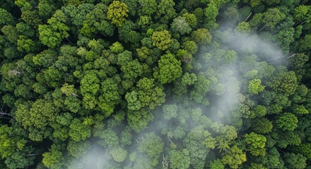 Aerial View of Lush Rainforest Canopy with Mist, Nature Photography