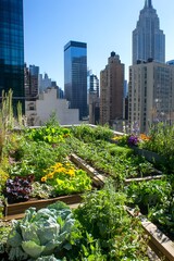 Fototapeta premium Rooftop garden filled with vibrant vegetables and flowers, showcasing urban agriculture amidst towering skyscrapers, illustrating sustainable living in a bustling city environment