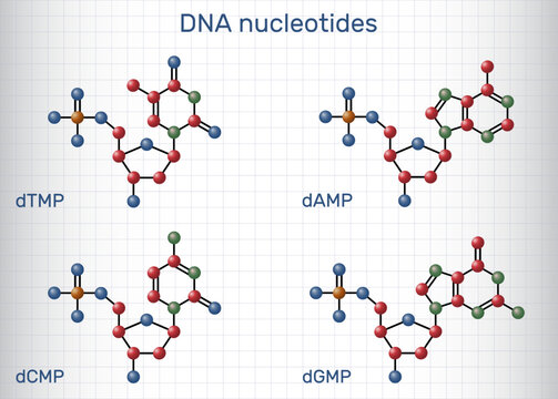 DNA nucleotides molecules. Deoxyribonucleoside monophosphates: dAMP, dGMP, dCMP, dTMP with phosphate, deoxyribose, and nucleobases