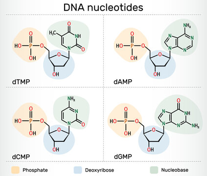 DNA nucleotides molecules. Deoxyribonucleoside monophosphates: dAMP, dGMP, dCMP, dTMP with phosphate, deoxyribose, and nucleobases