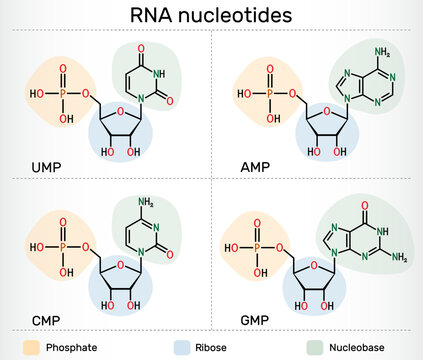 RNA nucleotides molecules. Ribonucleoside monophosphates: AMP, GMP, CMP, UMP with phosphate, ribose, and nucleobases
