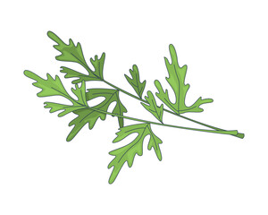 Fresh parsley herb leaves with thin stems 2D cartoon object. Cilantro culinary leafy sprig. Garnish plant. Herbal vegetable coriander isolated element flat vector clip art on white. Spot illustration