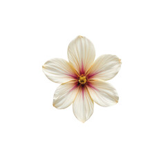 Fototapeta premium a single blossom is centered against a deep black background. the flower's petals are a creamy white, marked with delicate lines, and have a subtle pointed shape