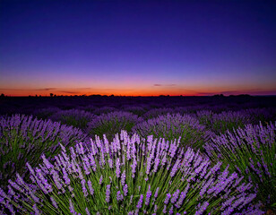 Obraz premium Enchanting lavender field at dusk. Violet blooms meet a vibrant, colorful sky. Ideal for travel, serenity, or aromatherapy themes. Captivating floral landscape.